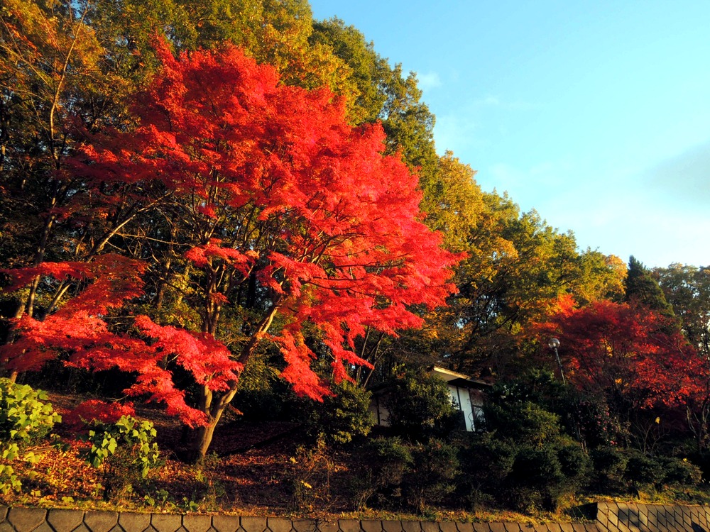紅葉の景色